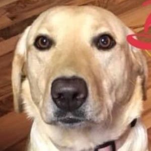 Meet your Posher, Eve